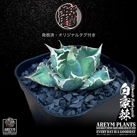 発根済 送料無料 アガベ チタノタ 白毫刺 白豪刺 agave titanota byakugousi【ARM-OC-BYAKU-07-02】