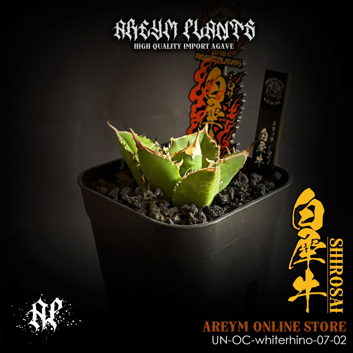 発根済 雲南省産 アガベ チタノタ 白犀牛 シロサイ Agave