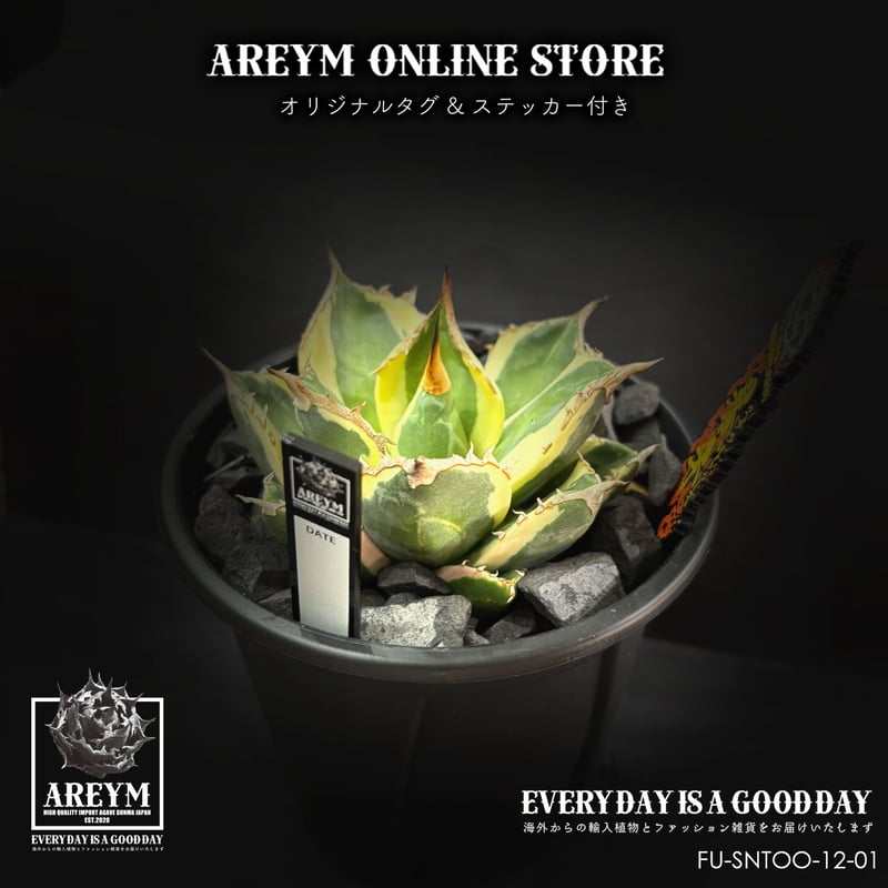 税込・送料無料でお届け致します アガベ・チタノタ スナグルトゥース