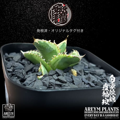 発根済 送料無料 アガベ チタノタ 白毫刺錦 白豪刺錦  覆輪斑 agave titanota byakugousi【ARM-OC-BYAKU-06-02】