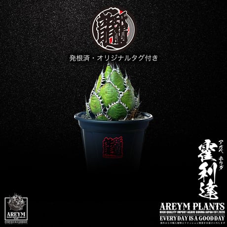 アガベホリダ | STORES
