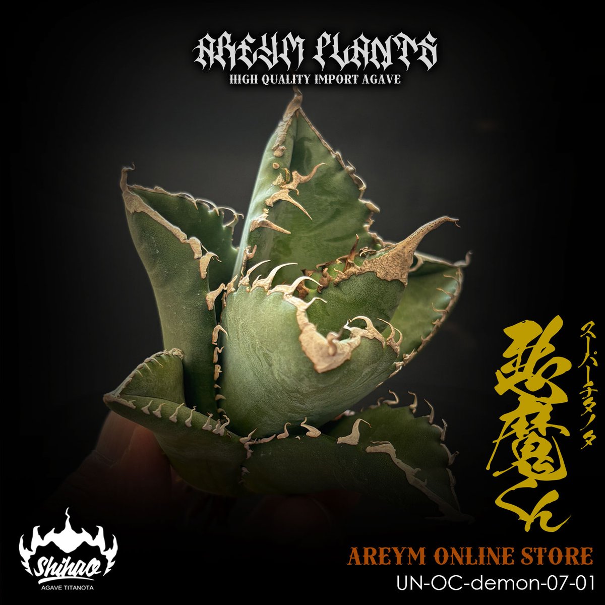 や*ん様 アガベ　　シチリアアーナ　コヨーテ　悪魔 や*ん様 アガベ シチリアアーナ コヨーテ 悪魔 Yahoo!オークション