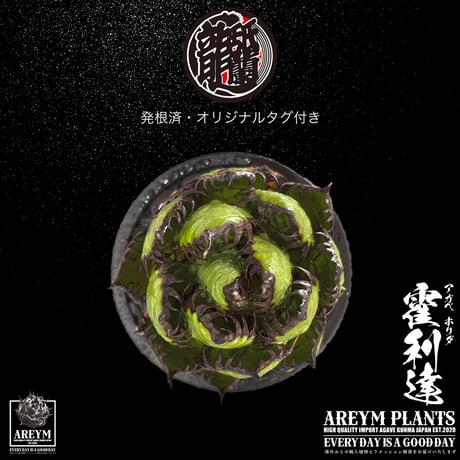 発根済 送料無料 アガベ ホリダ 霍利達 Agave horrida ARM-HORIDA-06-02