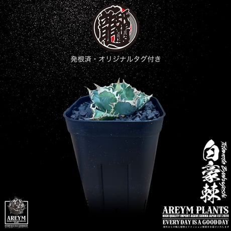 発根済 送料無料 アガベ チタノタ 白毫刺 白豪刺 agave titanota byakugousi【ARM-OC-BYAKU-07-02】