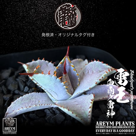 発根済 送料無料 ハイブリッド 雷王 血雨x雷神 ブラッドスポット×ポタトラム Agave hybrid Bloodspot x potatorum