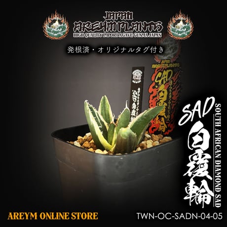 アガベsad | STORES アガベsad | STORES