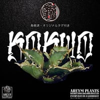 発根済 送料無料 潮龍家 安生産 アガベ チタノタ 黒王 agave titanota kokuo【Andy-OC-KOKUO-06-05】