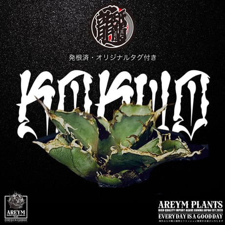 発根済 送料無料 潮龍家 安生産 アガベ チタノタ 黒王 agave titanota kokuo【Andy-OC-KOKUO-06-05】