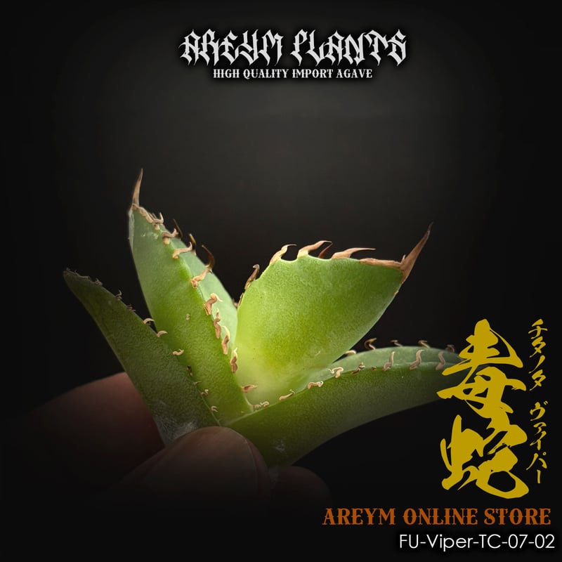 発根済 福建省産 アガベ チタノタ 毒蛇 Agave Titanota Viper