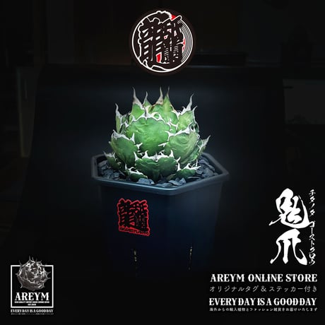 アガベピカチュウ | STORES