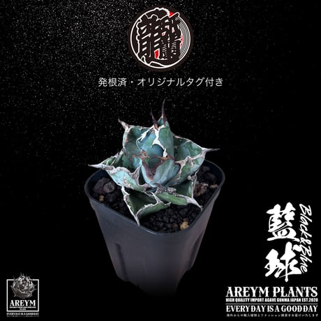発根済 送料無料 アガベ チタノタ ブラックアンドブルー Agave Titanota Black and Blue ボールタイプ【ARM-BAB-06-02】