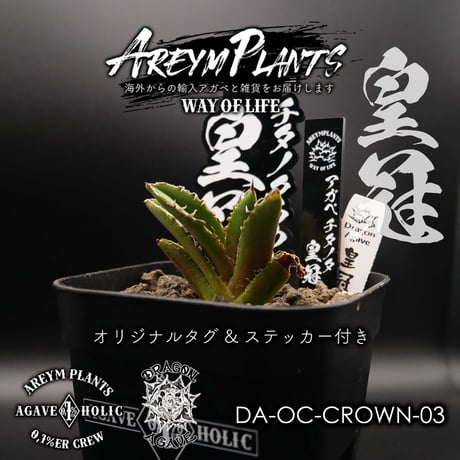 アガベチタノタ皇冠 crown 発根活着済み② 土臭い アガベチタノタ皇冠 crown 発根活着済み② 土臭い
