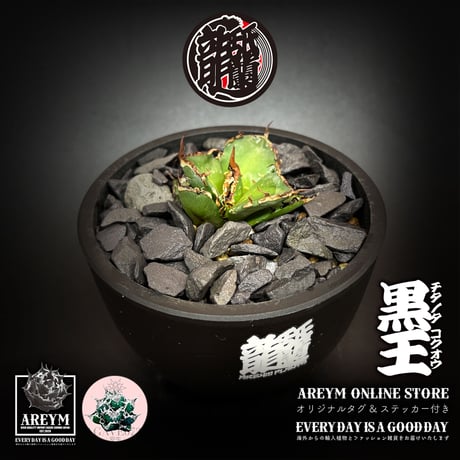 発根済 送料無料 潮龍家 安生産 アガベ チタノタ 黒王 agave titanota kokuo【Andy-OC-KOKUO-002-01】