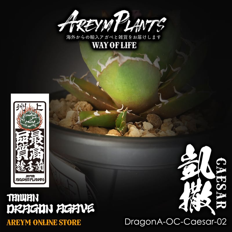 発根済ドラゴンアガベ産!アガベ チタノタ シーザー 凱撒 台湾 発根済ドラゴンアガベ産!アガベ チタノタ シーザー 凱撒 台湾