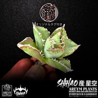 送料無料でお届け致します  台湾 Shi-hao アガベ チタノタ ホシゾラ 元祖 星空 発根管理株 (Shi-hao産/TC株/小株/SHIHAO-HOSHIZORA-04-03)