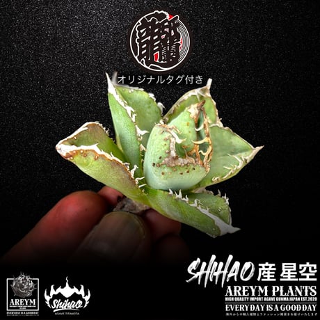 アガベ星空 | STORES