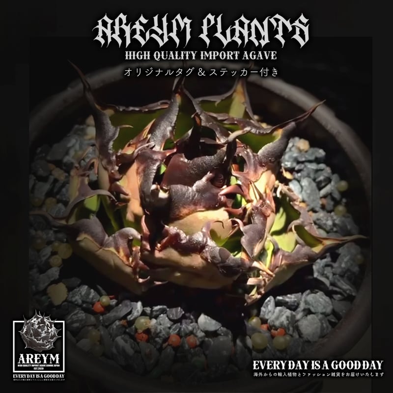 税込送料無料 潮龍家 安生産 アガベ チタノタ 黒王 agave titanota