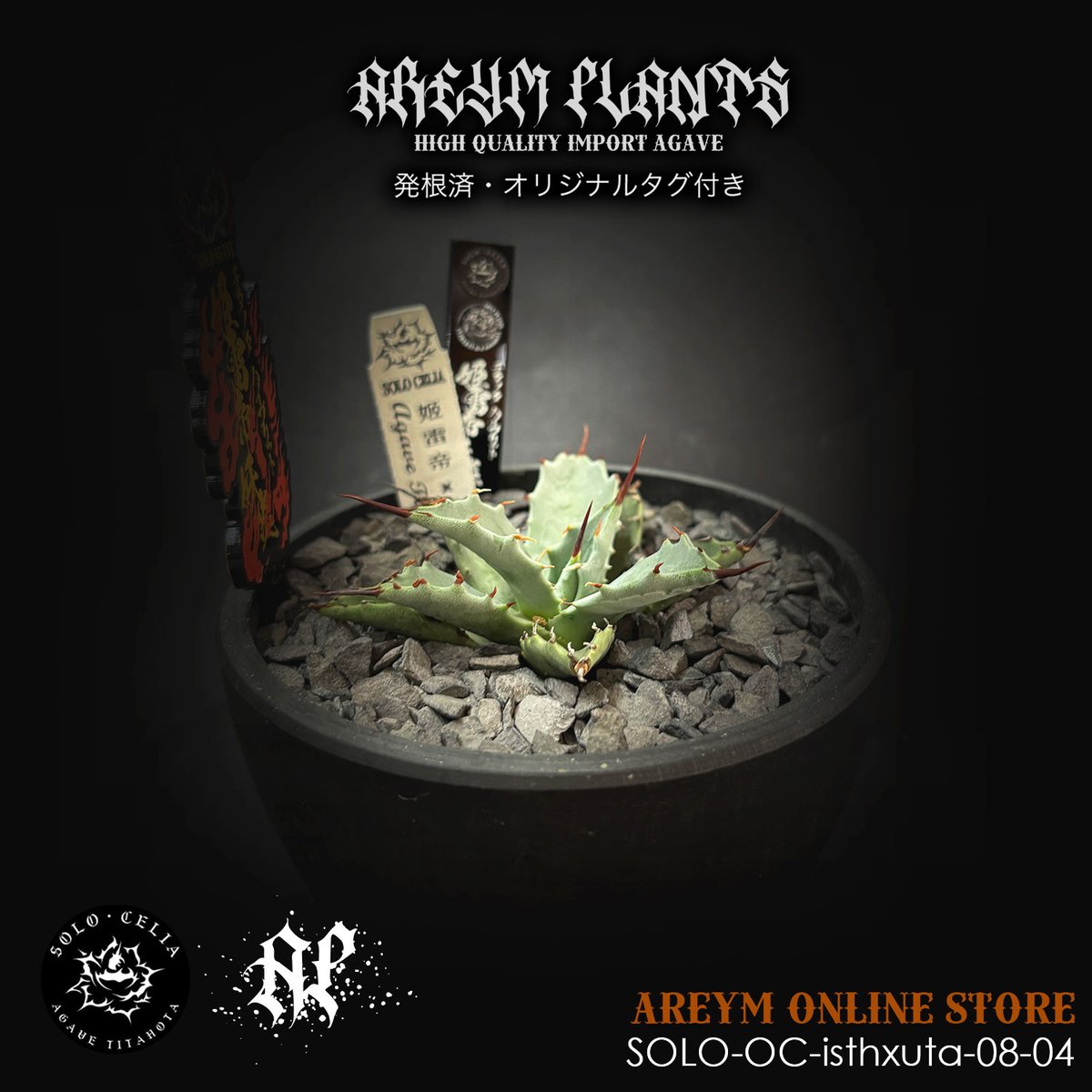 発根済 SOLO産ハイブリッド アガベ チタノタ 姫雷帝x妖炎 Agave