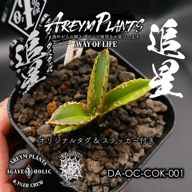 台湾ドラゴンアガベ産 アガベ チタノタ 追星 agave titanota COK  