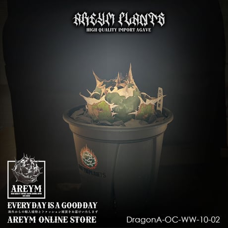 アレイムプランツ