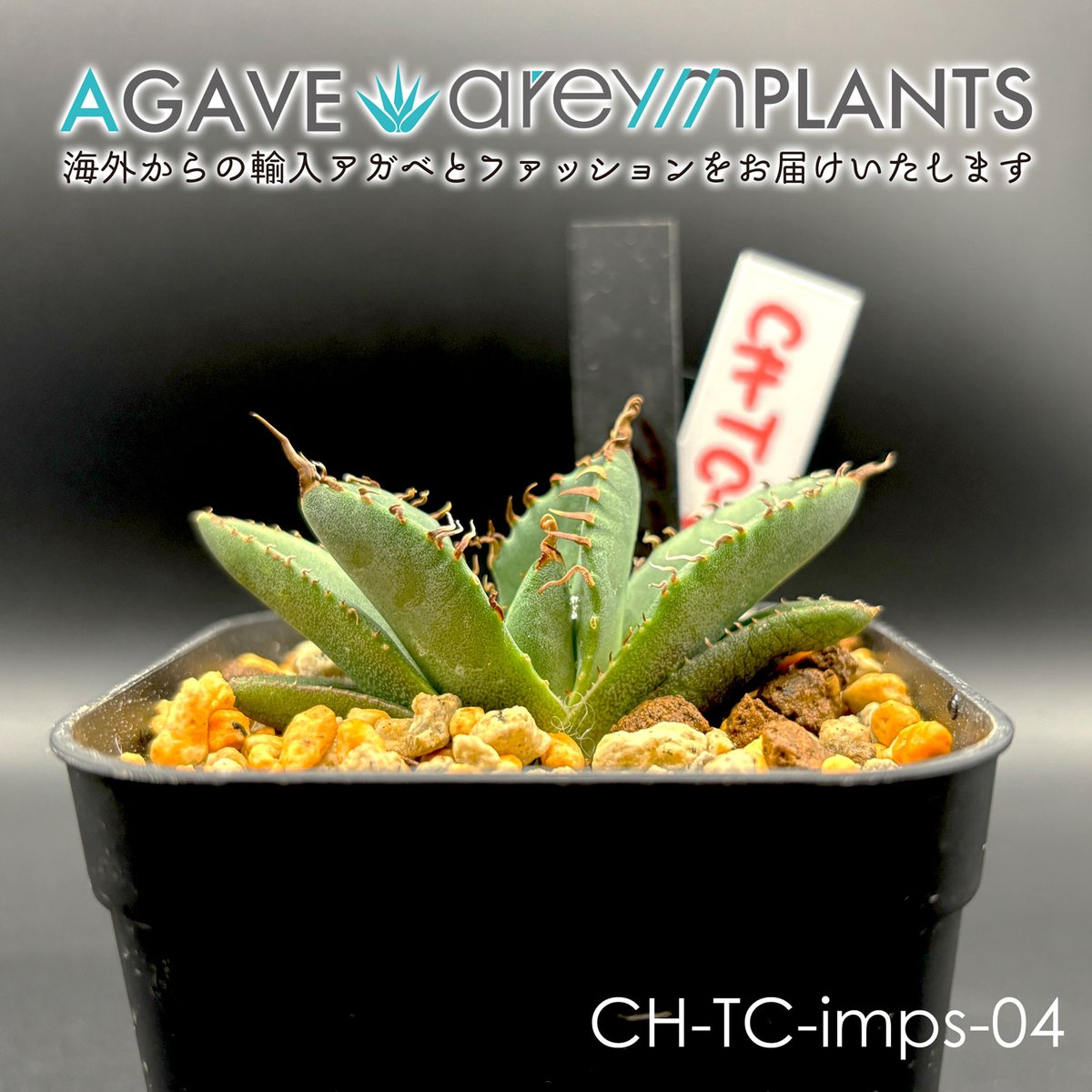 アガベ・チタノタ・魔丸/agave titanota imps【台湾産/TC】CH-imps-