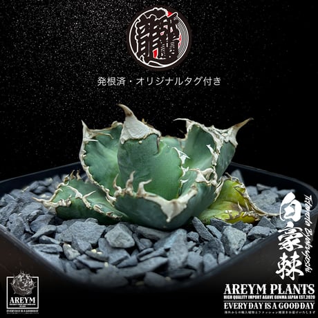 発根済 送料無料 アガベ チタノタ 白毫刺 白豪刺 agave titanota byakugousi【ARM-OC-BYAKU-07-01】