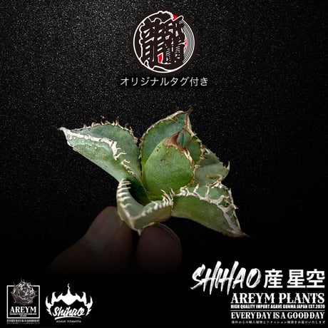 送料無料でお届け致します  台湾 Shi-hao アガベ チタノタ ホシゾラ 元祖 星空 発根管理株 (Shi-hao産/TC株/小株/SHIHAO-HOSHIZORA-04-04)