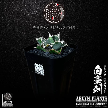 白毫刺 | STORES