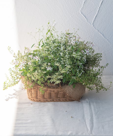 季節の寄せ植え Plants Gathering商品 [かご　中] 直径250㎜未満