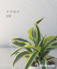 ドラセナ 3号