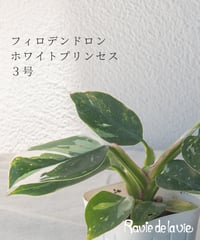 フィロデンドロン ホワイトプリンセス ３号
