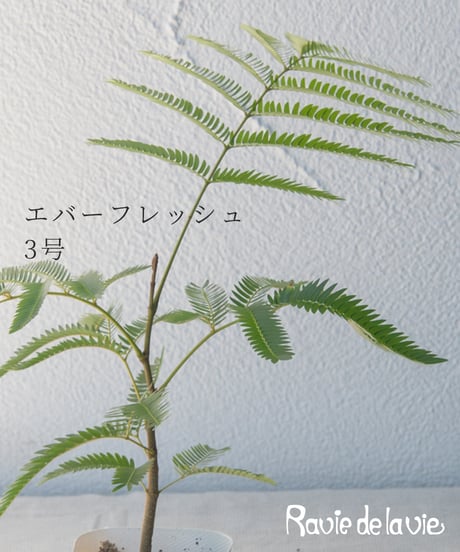 エバーフレッシュ 3号