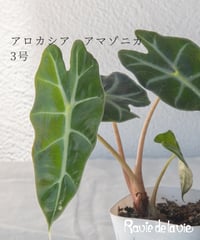 アロカシア　アマゾニカ 3号