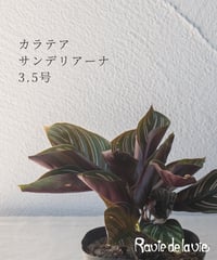 カラテア 　サンデリアーナ 3.5号