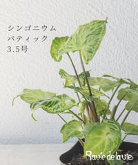 シンゴニウム 　バティック 3.5号