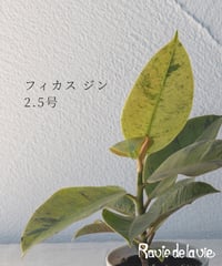 フィカス ジン 2.5号