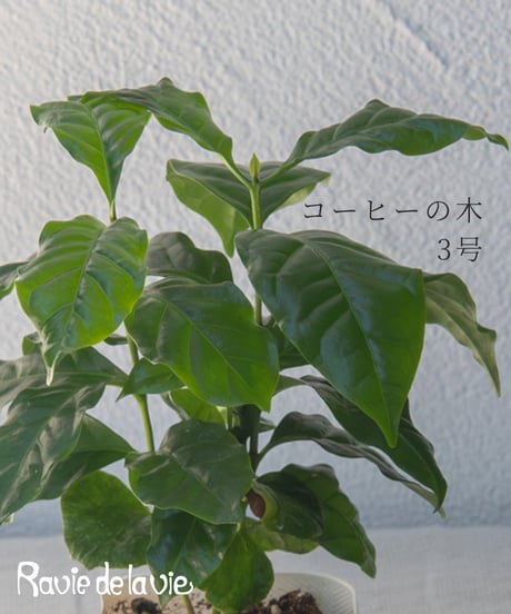 コーヒーの木 3号