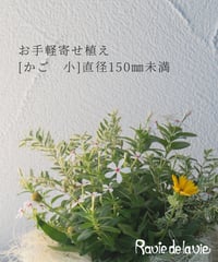 季節の寄せ植え Plants Gathering商品 [かご　小] 直径250㎜未満