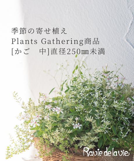 季節の寄せ植え Plants Gathering商品 [かご　中] 直径250㎜未満