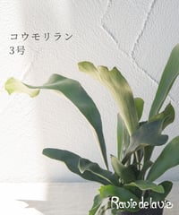 コウモリラン 3号