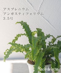 アスプレニウム 　アンガスティフォリウム 3.5号