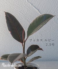 フィカス ルビー 2.5号