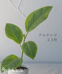 アルテシマ 2.5号