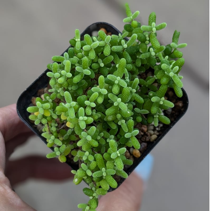 ドロサンテマム 蜜橘 | FELICITA