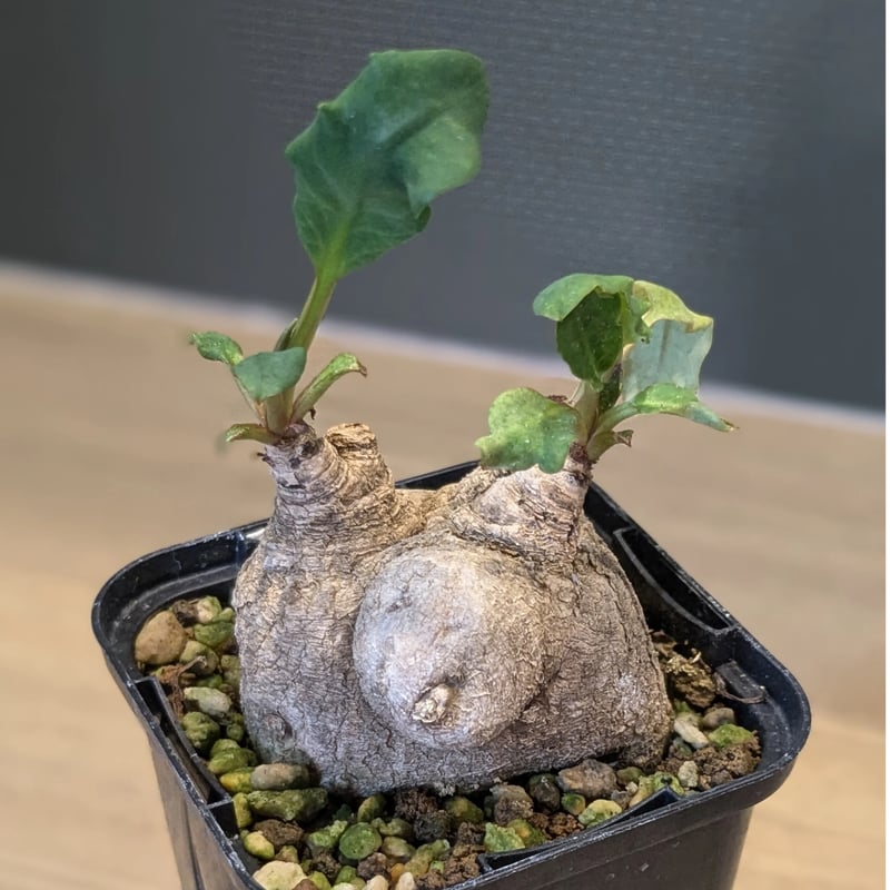 ユーフォルビア フィッシュスケール フィッシュボーン ユーフォルビア フィッシュスケール 【公式通販】