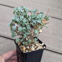 モンソニア　クラシカウレ（サルコカウロン）