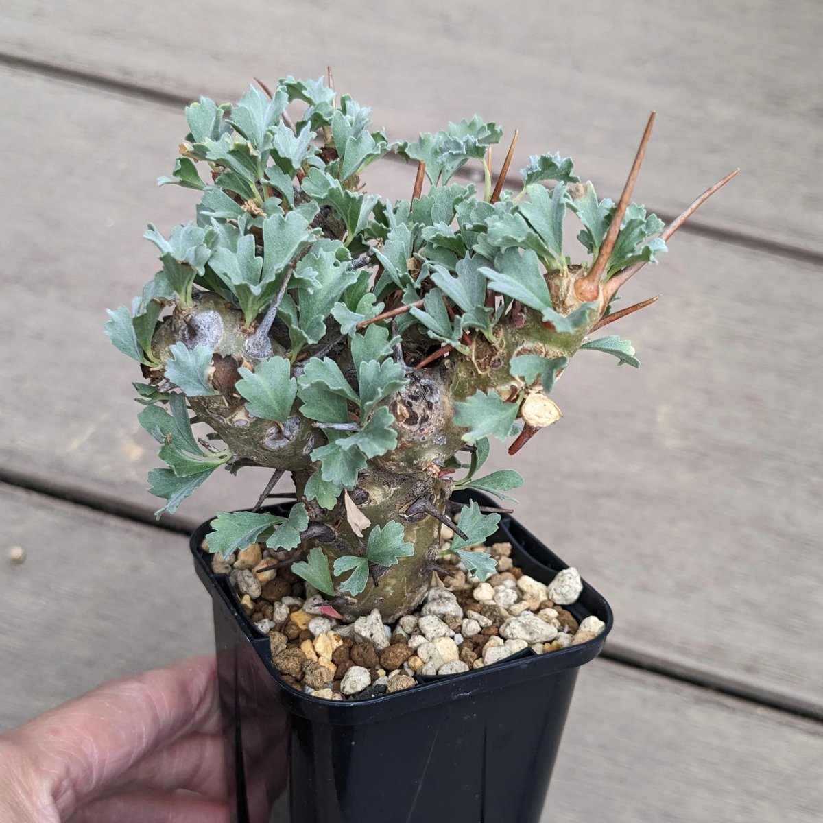 モンソニア クラシカウレ（サルコカウロン） | FELICITA