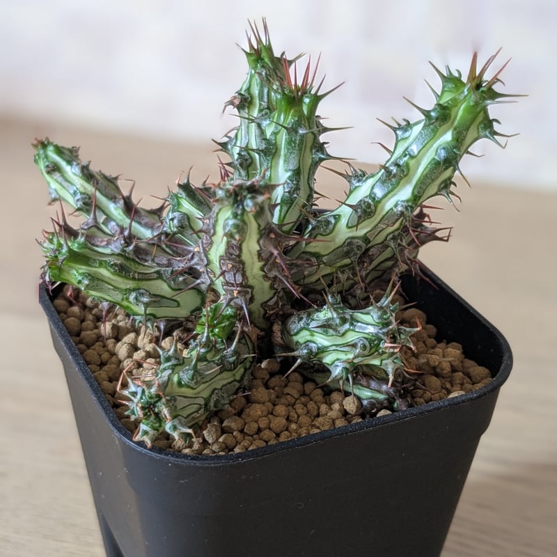 ユーフォルビア ソマリア ホルディオ | FELICITA