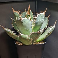 アガベ ユタエンシス・エボリスピナ ☆現地輸入株☆ 発根済