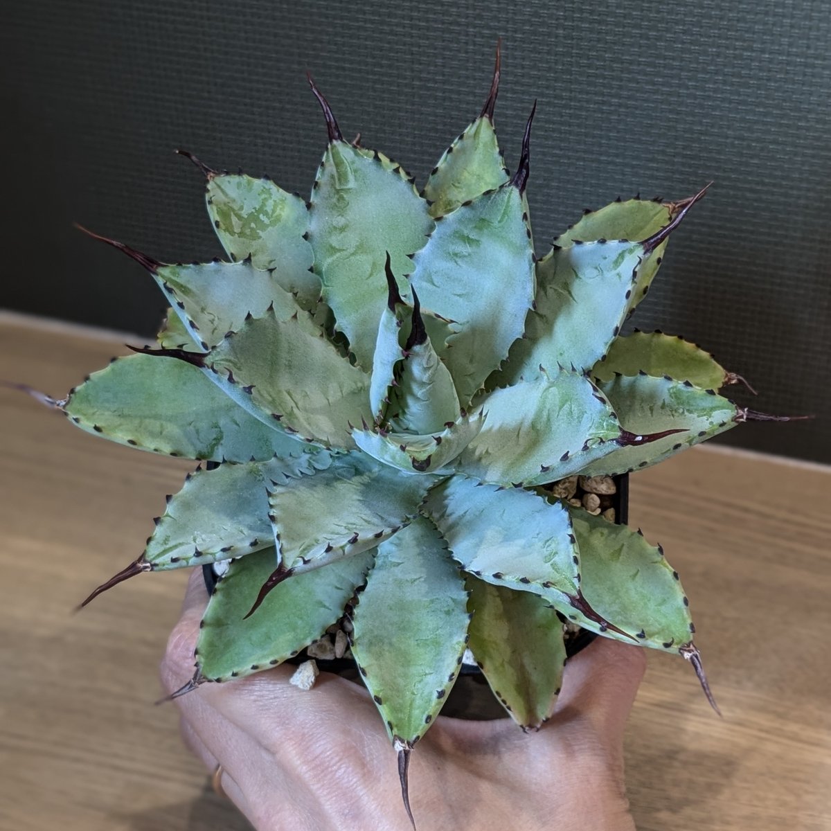 アガベ 八荒雷神 | FELICITA